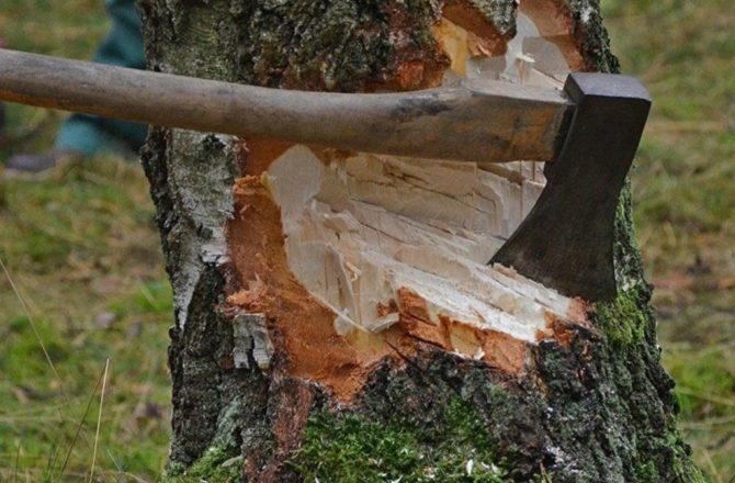 В Соликамске сотрудники полиции выявили факт незаконной рубки лесных насаждений